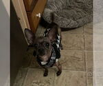 Small #8 Chihuahua