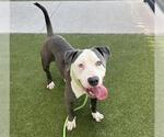 Small #1 American Staffordshire Terrier Mix