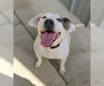 Small #1 Labrador Retriever Mix
