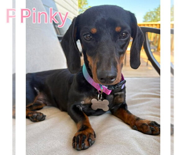 Medium Photo #4 Dachshund Puppy For Sale in San Antonio, TX, USA