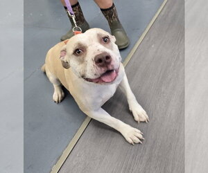 Mutt Dogs for adoption in Evansville, IN, USA