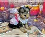Small #4 Yorkshire Terrier
