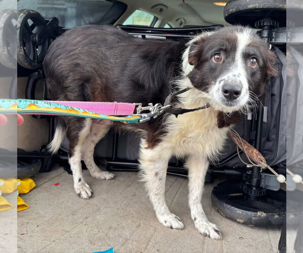 Medium Photo #2 Australian Shepherd Puppy For Sale in Rustburg, VA, USA