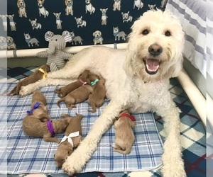 Goldendoodle Puppy for sale in CORFU, NY, USA