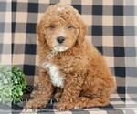 Small #3 Goldendoodle (Miniature)