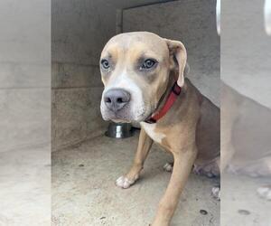 American Pit Bull Terrier-Unknown Mix Dogs for adoption in Oklahoma City, OK, USA