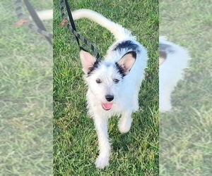Mutt Dogs for adoption in Cottage Grove, MN, USA