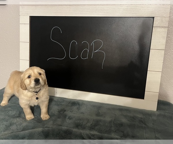 Medium Photo #1 Golden Retriever Puppy For Sale in ALBUQUERQUE, NM, USA