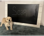 Small Photo #1 Golden Retriever Puppy For Sale in ALBUQUERQUE, NM, USA