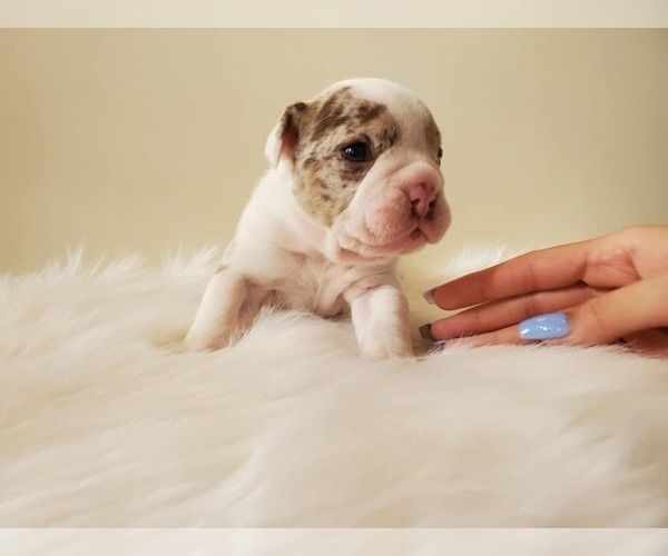Medium Photo #2 English Bulldog Puppy For Sale in WALDORF, MD, USA
