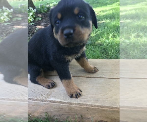 Medium Photo #2 Rottweiler Puppy For Sale in GOSHEN, IN, USA