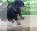 Small Photo #2 Rottweiler Puppy For Sale in GOSHEN, IN, USA