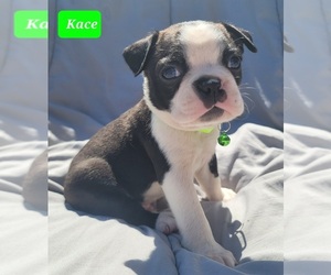 Boston Terrier Puppy for sale in POMEROY, OH, USA