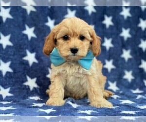Cavapoo-Poodle (Toy) Mix Puppy for sale in RED LION, PA, USA