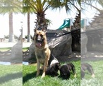 Small #21 German Shepherd Dog