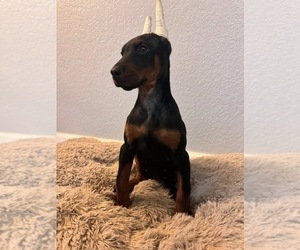 Doberman Pinscher Puppy for sale in PALMDALE, CA, USA