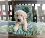 Small Photo #15 English Cream Golden Retriever Puppy For Sale in PROSPECT, VA, USA