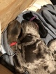 Small Photo #2 Great Dane Puppy For Sale in WARRENSBURG, MO, USA