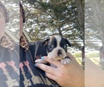 Small #8 Boston Terrier