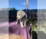 Small Photo #9 Labrador Retriever Puppy For Sale in LIVE OAK, CA, USA