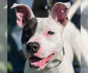 American Pit Bull Terrier-Unknown Mix Dogs for adoption in Martinsburg, WV, USA