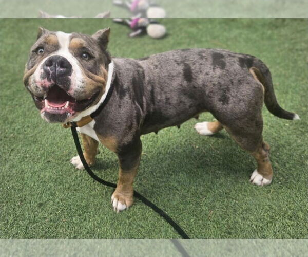 Medium Photo #3 American Pit Bull Terrier-Unknown Mix Puppy For Sale in Lakewood, CO, USA