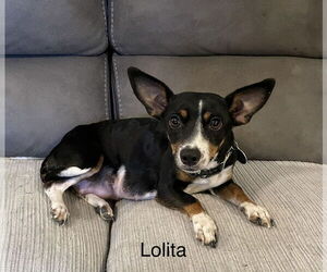 Rat Terrier-Unknown Mix Dogs for adoption in Colorado Springs, CO, USA
