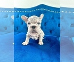 Small Photo #30 French Bulldog Puppy For Sale in SEATTLE, WA, USA