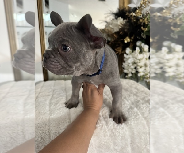 Medium Photo #15 French Bulldog Puppy For Sale in SPRING HILL, FL, USA