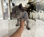 Small #14 French Bulldog