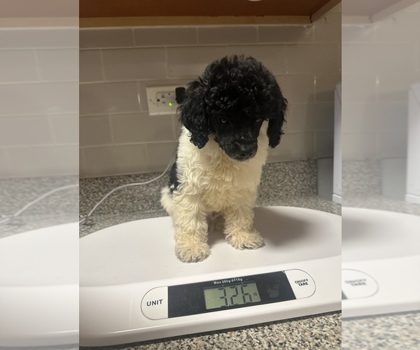 Medium Photo #10 Poodle (Toy) Puppy For Sale in BRONX, NY, USA