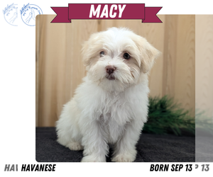 Medium Havanese