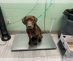 Labrador Retriever Mix Dog for Adoption in Grand Prairie, Texas USA