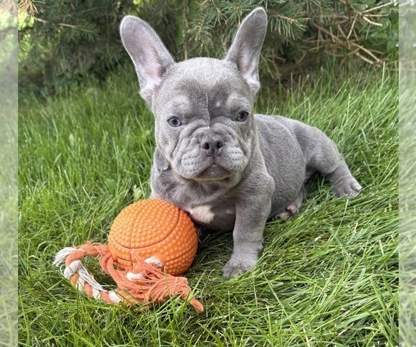 Medium Photo #2 French Bulldog Puppy For Sale in MIDDLEBURY, IN, USA