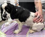 Small #2 Cocker Spaniel