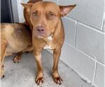 Small #1 American Pit Bull Terrier