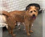 Small #3 Mutt