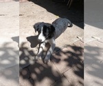 Male  Female - Male Border-Aussie Puppy for Sale - Photo #3