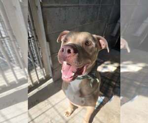 Mutt Dogs for adoption in Oakhurst, NJ, USA