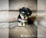 Small Photo #3 Shorkie Tzu Puppy For Sale in RIPLEY, MS, USA