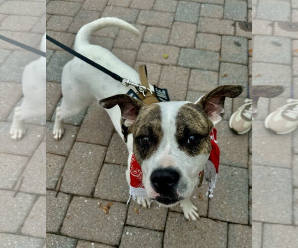Medium Photo #1 American Pit Bull Terrier-Unknown Mix Puppy For Sale in Germantown, OH, USA