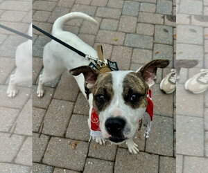 American Pit Bull Terrier-Unknown Mix Dogs for adoption in Germantown, OH, USA