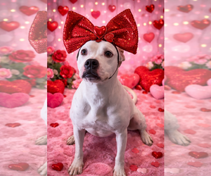 Clara - Female Boxer-Unknown Mix Dog for Adoption - Photo #5
