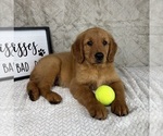 Small #1 Golden Retriever