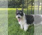 Small #1 Schnauzer (Miniature)