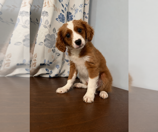 Medium Photo #8 Cavapoo (Miniature) Puppy For Sale in DURHAM, CT, USA