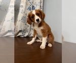 Small #7 Cavapoo (Miniature)