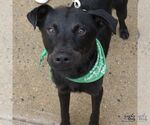 Small #3 Labrador Retriever Mix