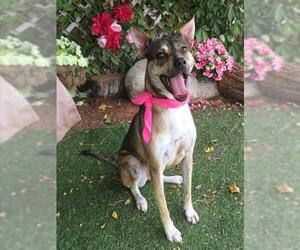 Siberian Husky-Unknown Mix Dogs for adoption in Oklahoma City, OK, USA
