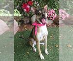 Small Siberian Husky Mix